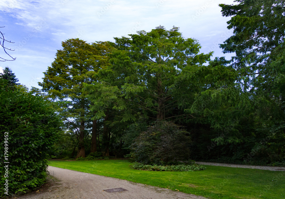 tree lined backdrop