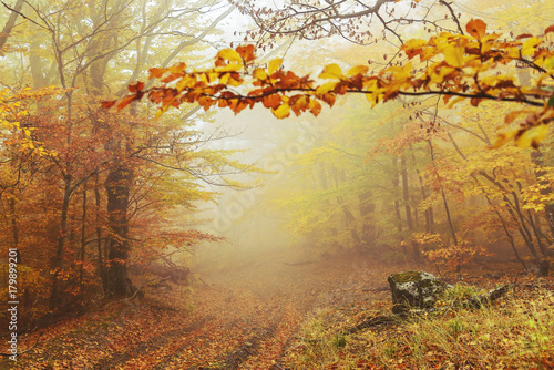 Fototapeta Naklejka Na Ścianę i Meble -  Path in the autumn golden forest