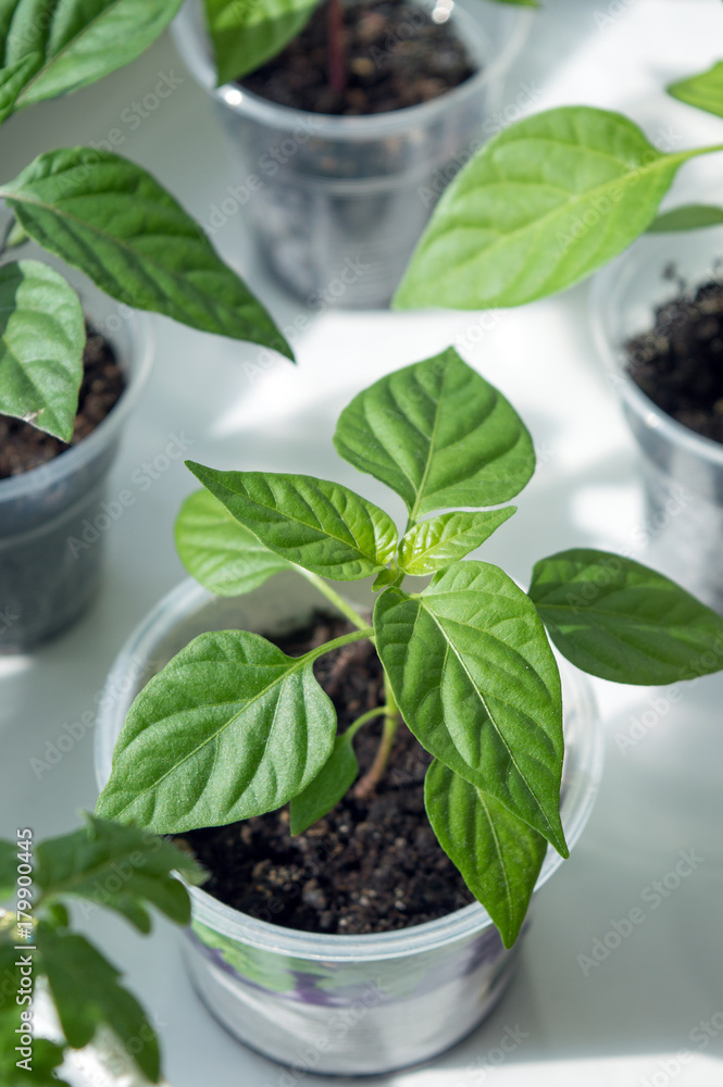 Planting stock of chili pepper saplings on window sill Planting stock of chili pepper saplings on window sill