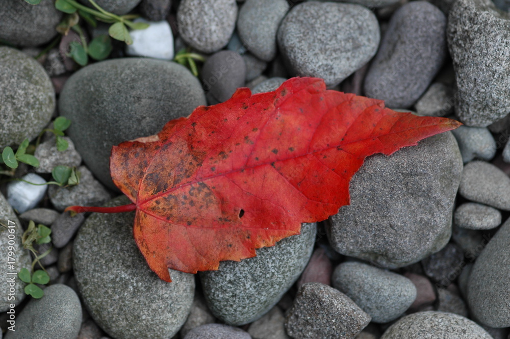 Red and Gray