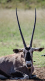 Lone Oryx