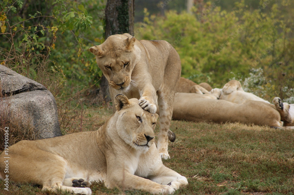 Obraz premium Head Bop