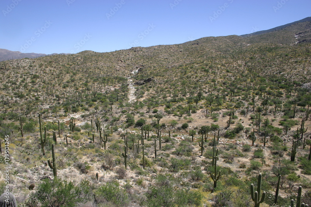 Arizona Desert 33