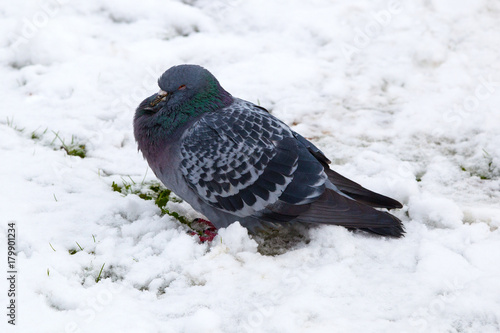 Pigeon in the snow in winter