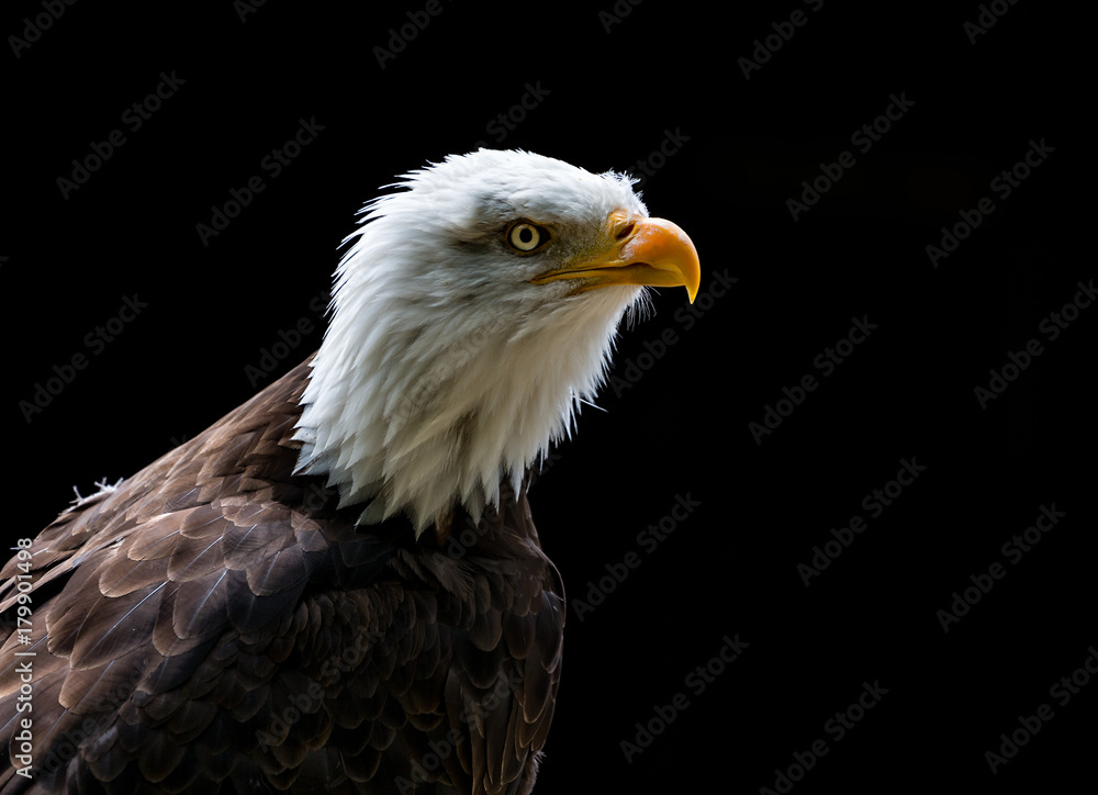 Close up of Bald Eagle head Close up of Bald Eagle head