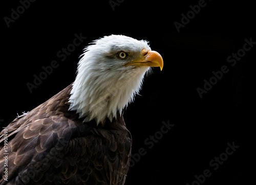 Close up of Bald Eagle head