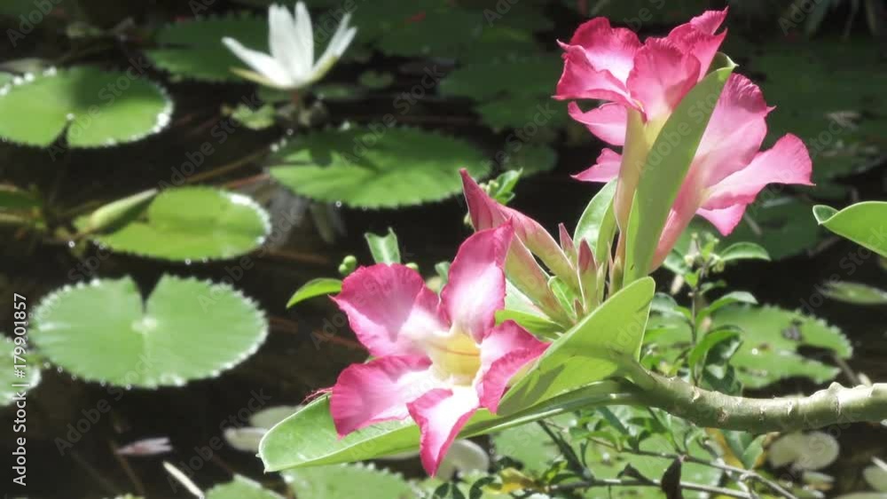 Red flowers Adenium against Flowers of white Lotus have revealed in a reservoir Red flowers Adenium against Flowers of white Lotus have revealed in a reservoir