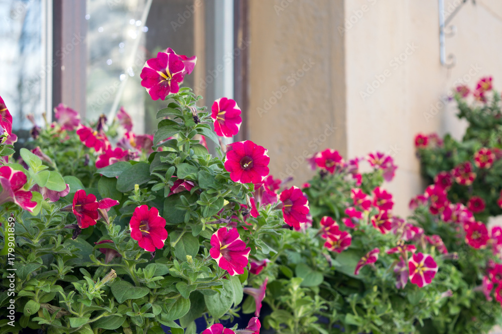 Bright pink petunia flowers growing on the windows outside