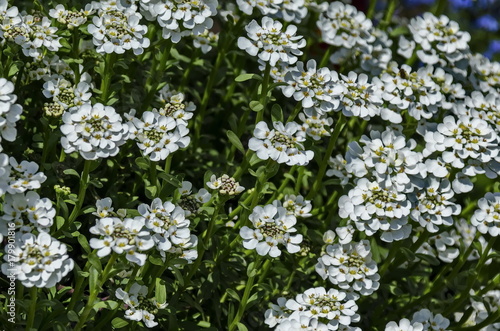 White Arabis alpina Caucasica flower at garden, Zavet, Bulgaria 