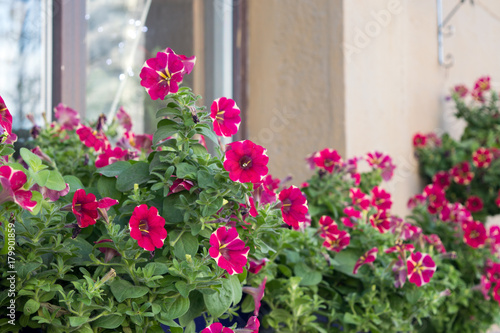 Bright pink petunia flowers growing on the windows outside