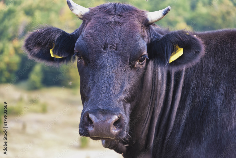 Naklejka premium Cow portrait