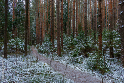  Pine forest priporoshenny first snow, Russia, autumn, forest trail