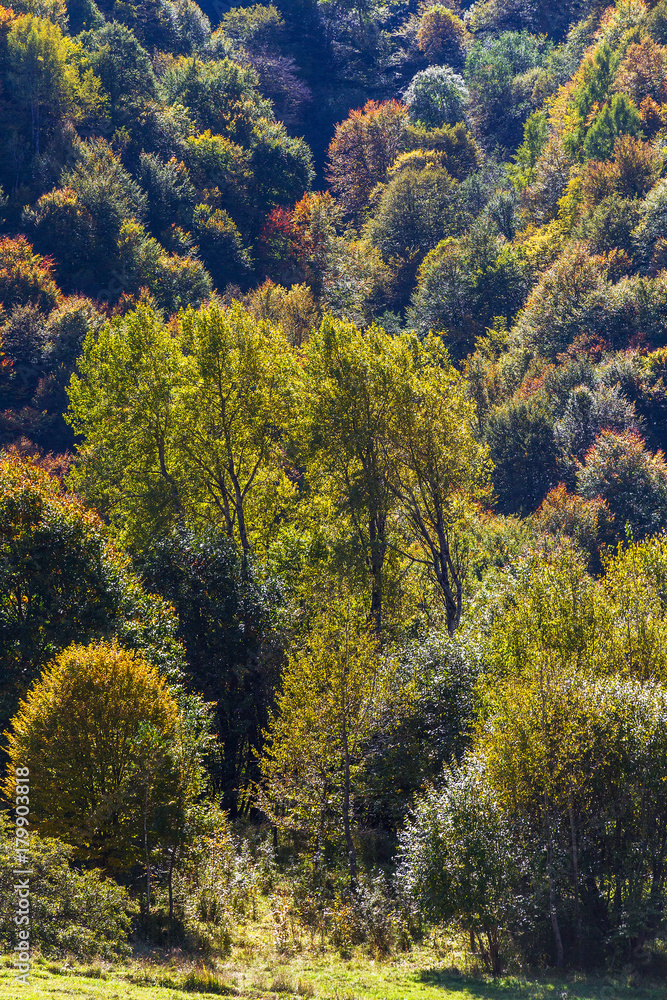 Autumn forest mountains