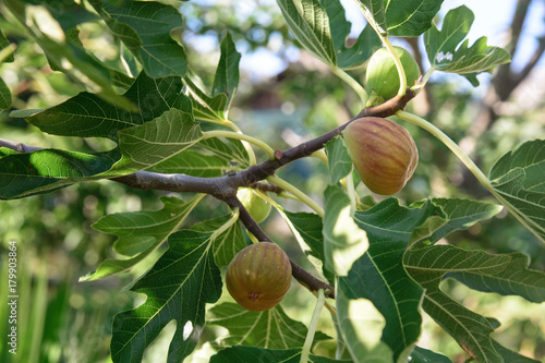 Ripe figs on the branches