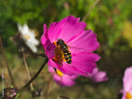 Hoverfly on a pink cosmos flower