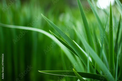 spring grass background