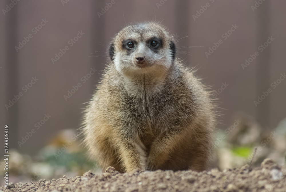 Neugieriger Blick Neugieriger Blick