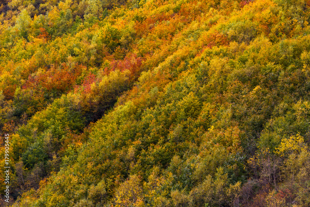 Nature autumn colorful background