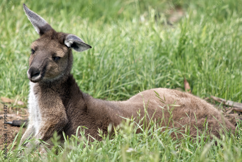 Fototapeta premium eastern grey kangaroo