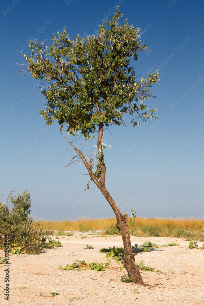 Single ree steppe Single ree steppe