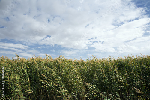 reeds, sky, cloud and sunlight. nature background 