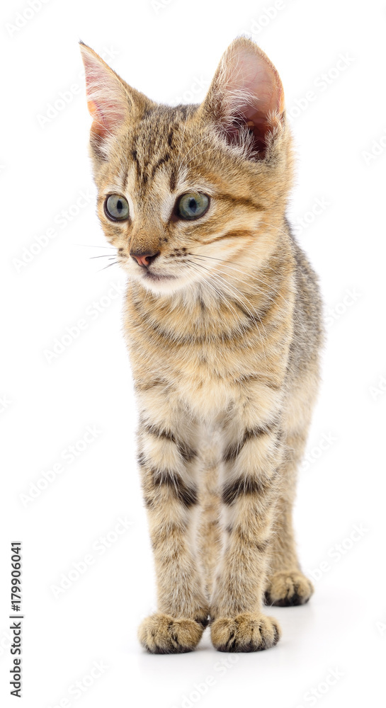 Kitten on white background.