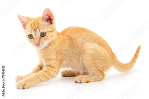 Wallpaper Mural Kitten on white background. Torontodigital.ca