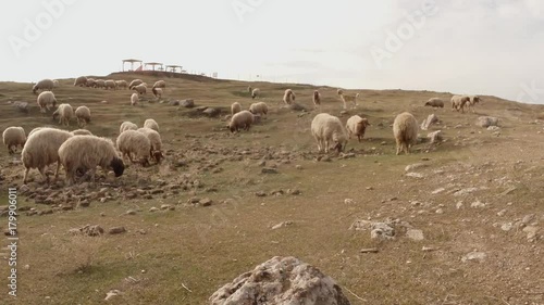 a sheep flock and a dog on a hill on the ruins of an old fortress