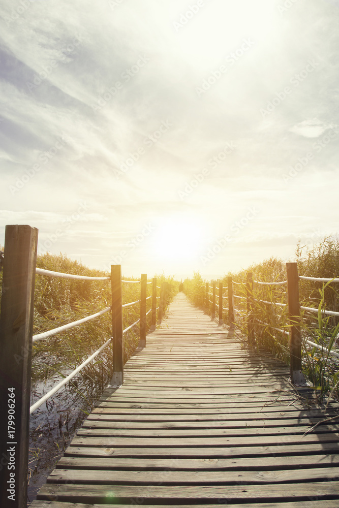Fototapeta premium wooden bridge reeds nature view. Wooden path through and over a lot of green reed. 