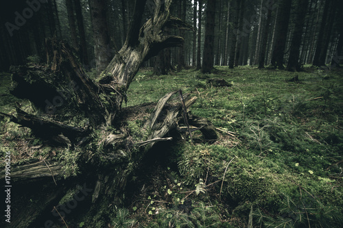 Die Dramatische Baumwurzel des Harzer Waldes