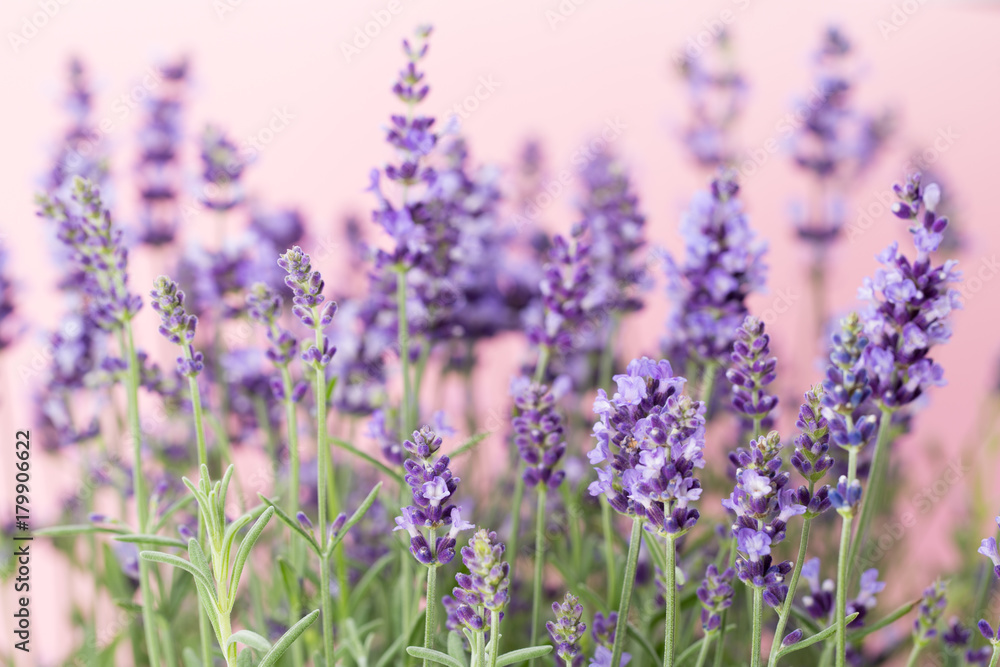 Lavender flowers.