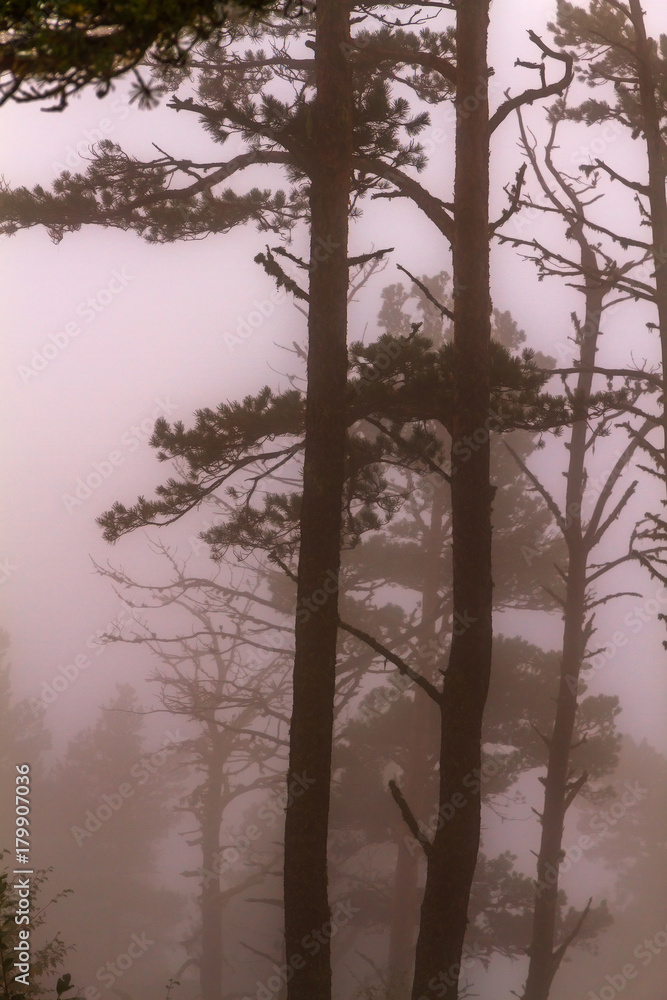 Naklejka premium Pine trees fog