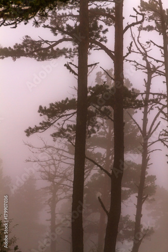 Pine trees fog