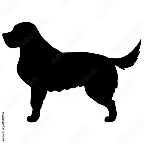 labrador retriver silhouette vector photo