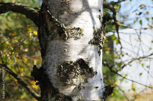 Fototapeta Naklejka Na Ścianę i Meble -  Brzoza