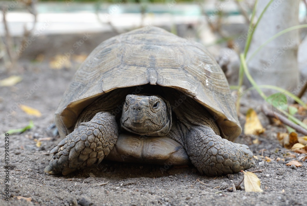 Obraz premium Little turtle close up sitting in the garden