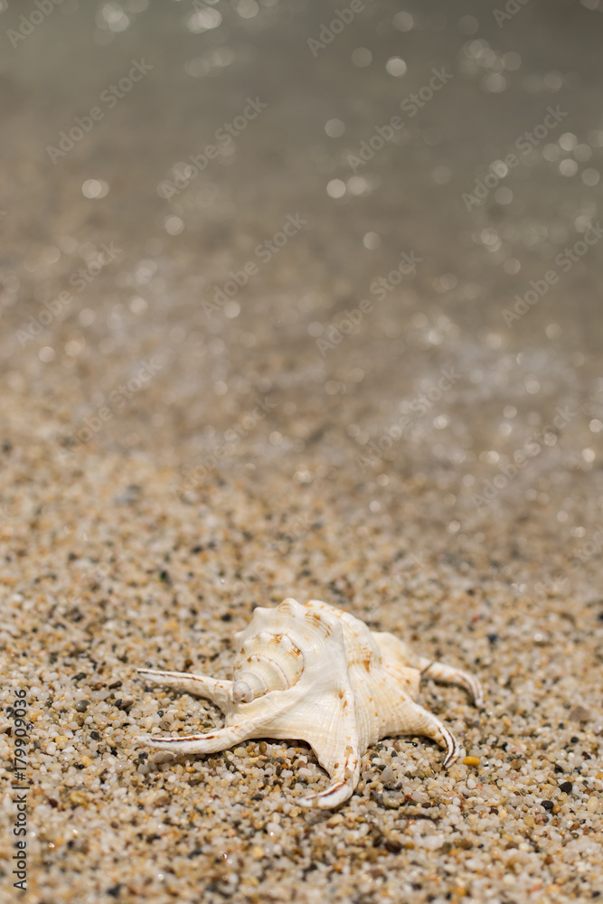 beautiful seashell on the small pebble beautiful seashell on the small pebble