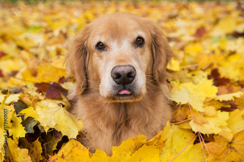 Golden Retriever Dog in a pile of bright yellow, colorful Fall leaves