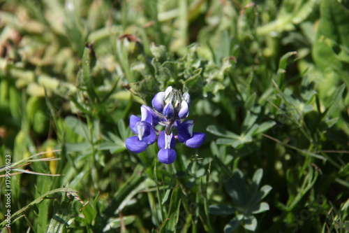 Monterey Blue Flower