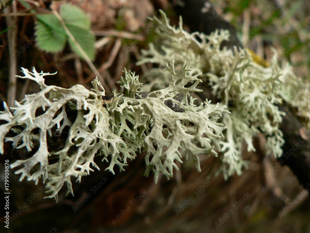 white moss close up white moss close up