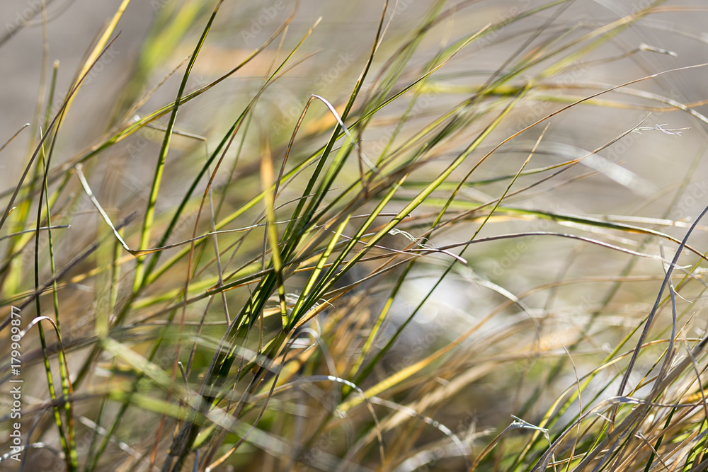 Obraz premium Beach Grass