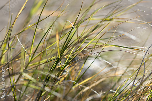 Beach Grass © InTouch Photography