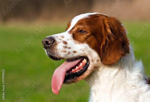 Obraz na płótnie Irish red and white setter panting