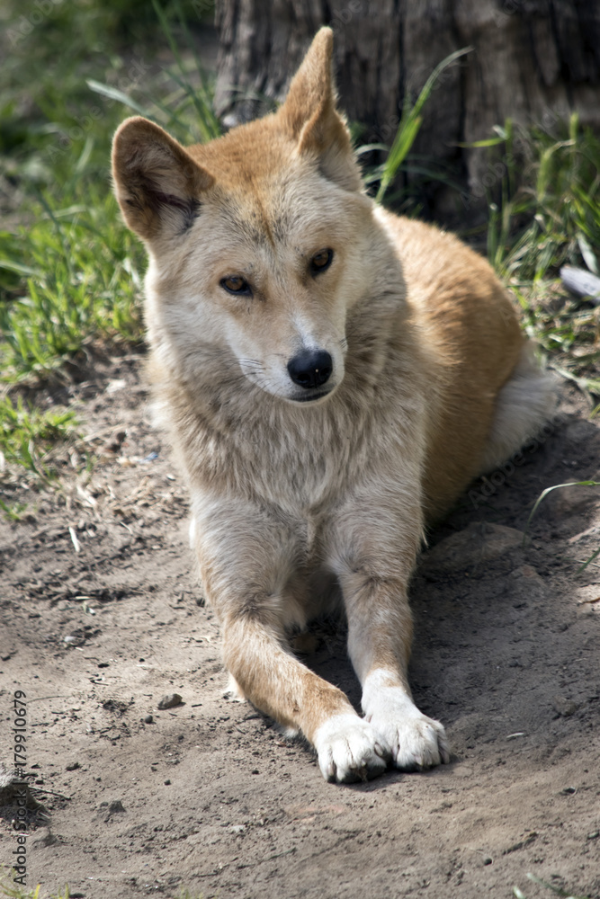 golden dingo golden dingo