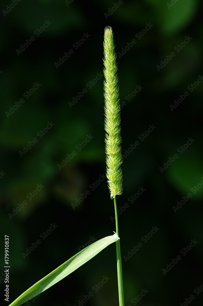 Phleum pratense Phleum pratense