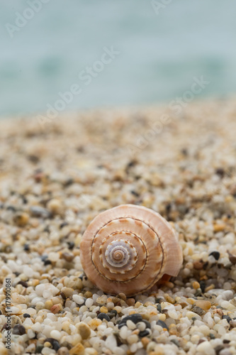 Beautiful seashell against blurred sea