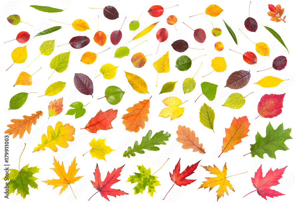 Collection of various colored autumn leaves isolated on white background Collection of various colored autumn leaves isolated on white background