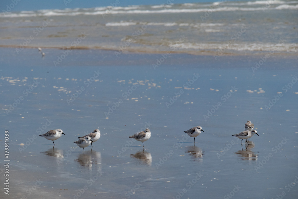 Seagulls on the beach