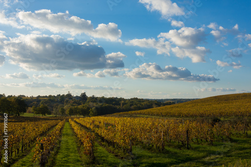 France  Gironde  Capian  Les couleurs de l automne dans les vignes