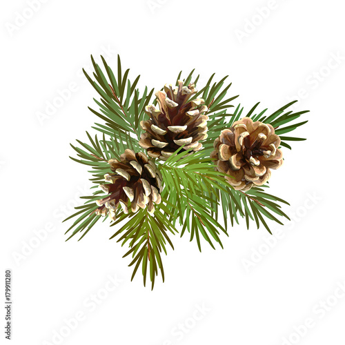 Pine cones, Christmas tree. Decorative element for Christmas and New Year.Vector illustration.